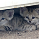 Illustration for article titled ZOMG BABY SAND CATS!!!